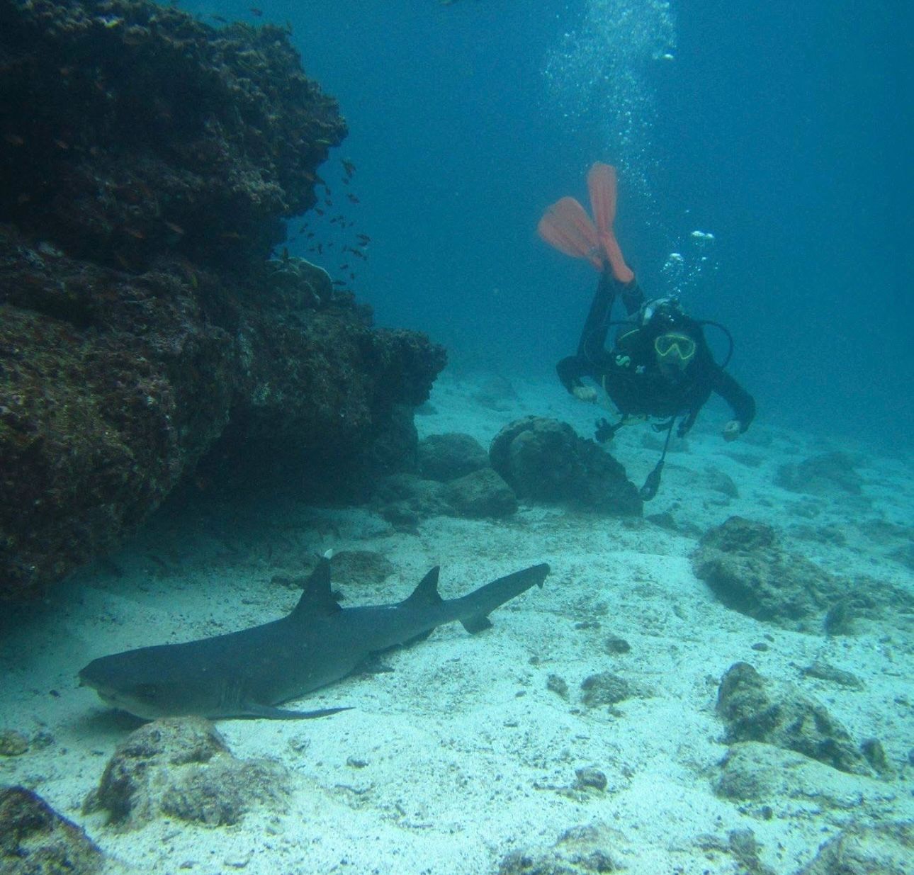 Scuba diving en Gal��pagos